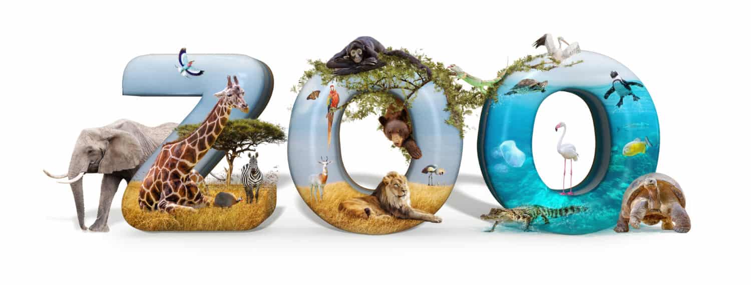 The Best Zoos in America That Everyone Should Visit