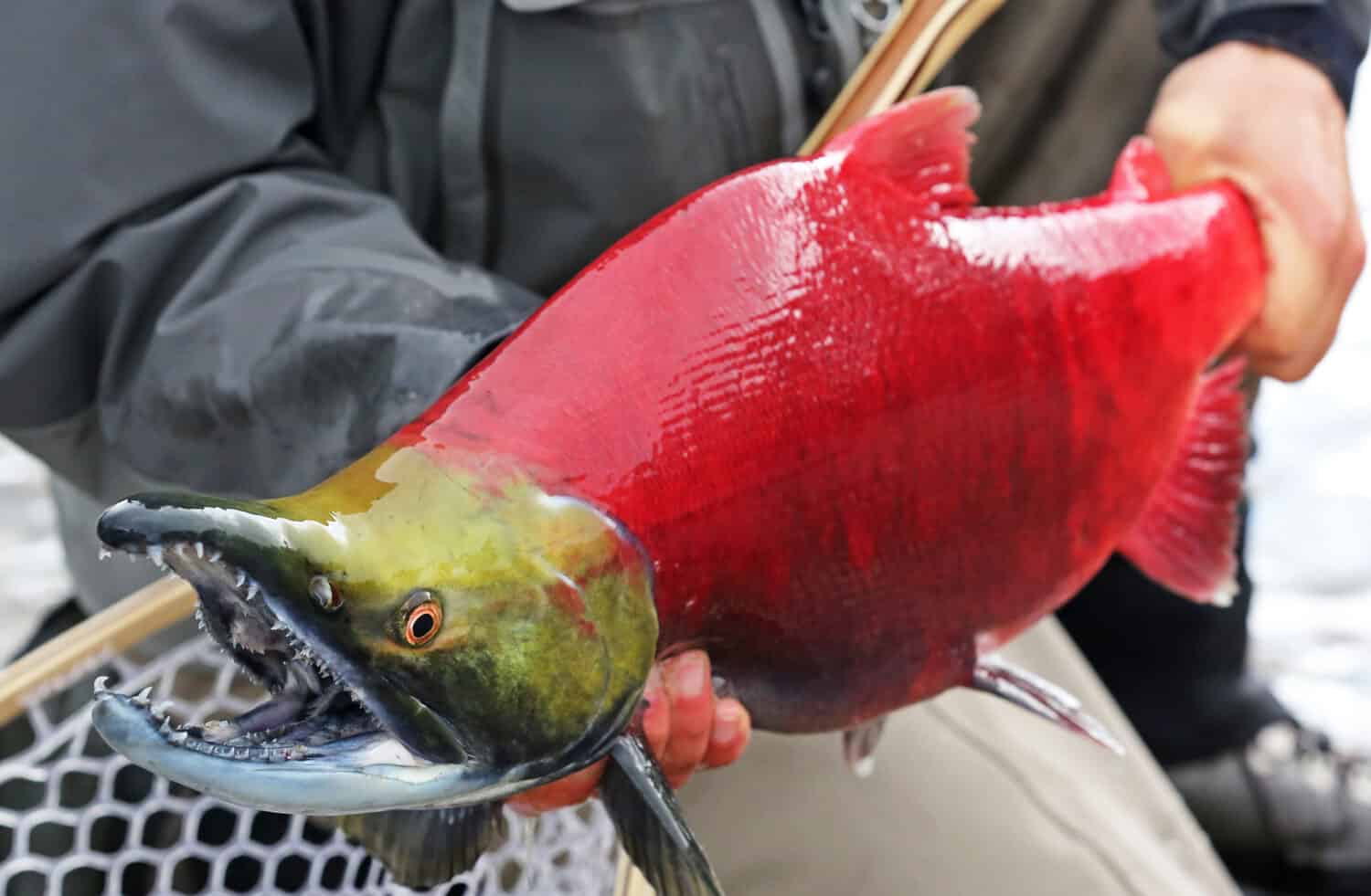 Sockeye Salmon Oncorhynchus Nerka