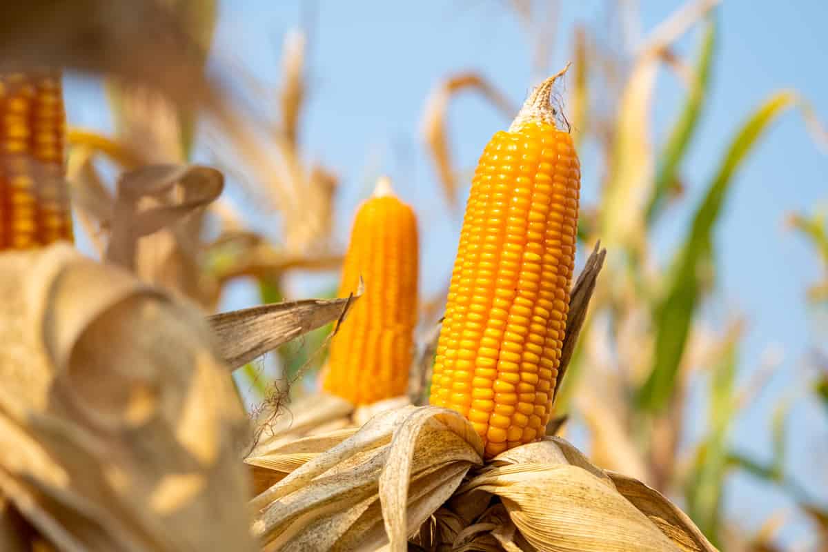 close-up yellow ripe corn on stalks for harvest in agricultural cultivated field, fodder industry