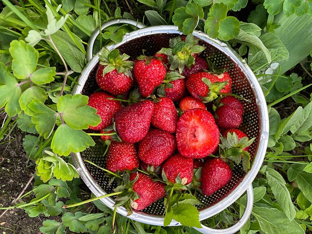 Summer season. Fresh strawberries in a colander on the green grass. Sunlight. Background image, copy space. Flatlay, top view