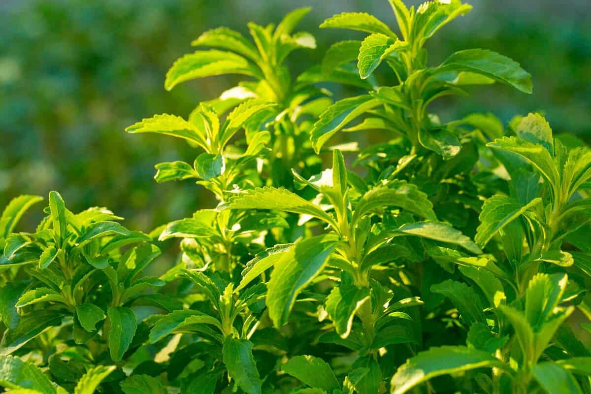 Stevia in the rays of the bright sun.Stevia green close-up on blurred garden background.Organic natural sweetener.Stevia plants.Stevia fresh green twig.Alternative Low Calorie Vegetable Sweetener