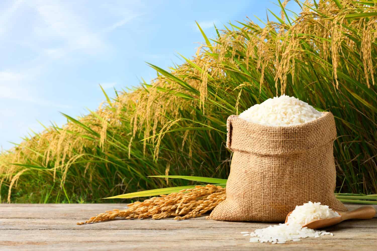 White rice and paddy rice with rice plant background.