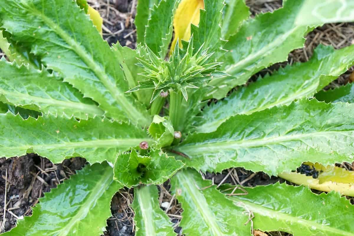 Top view of Culantro, stink weed, Long coriander or Sawtooth coriander. Fresh homegrown, organic vegetables, green food. Plant plot in urban farming. Light and shadow veggies background.