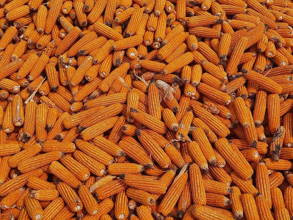 Fresh orange color corn harvest from the field. Corn, also known as maize, is a versatile and staple crop that has been cultivated for thousands of years. Ripe yellow corns background