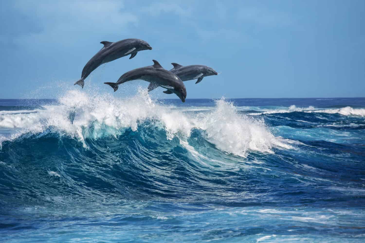 Three beautiful dolphins jumping over breaking waves. Hawaii Pacific Ocean wildlife scenery. Marine animals in natural habitat.