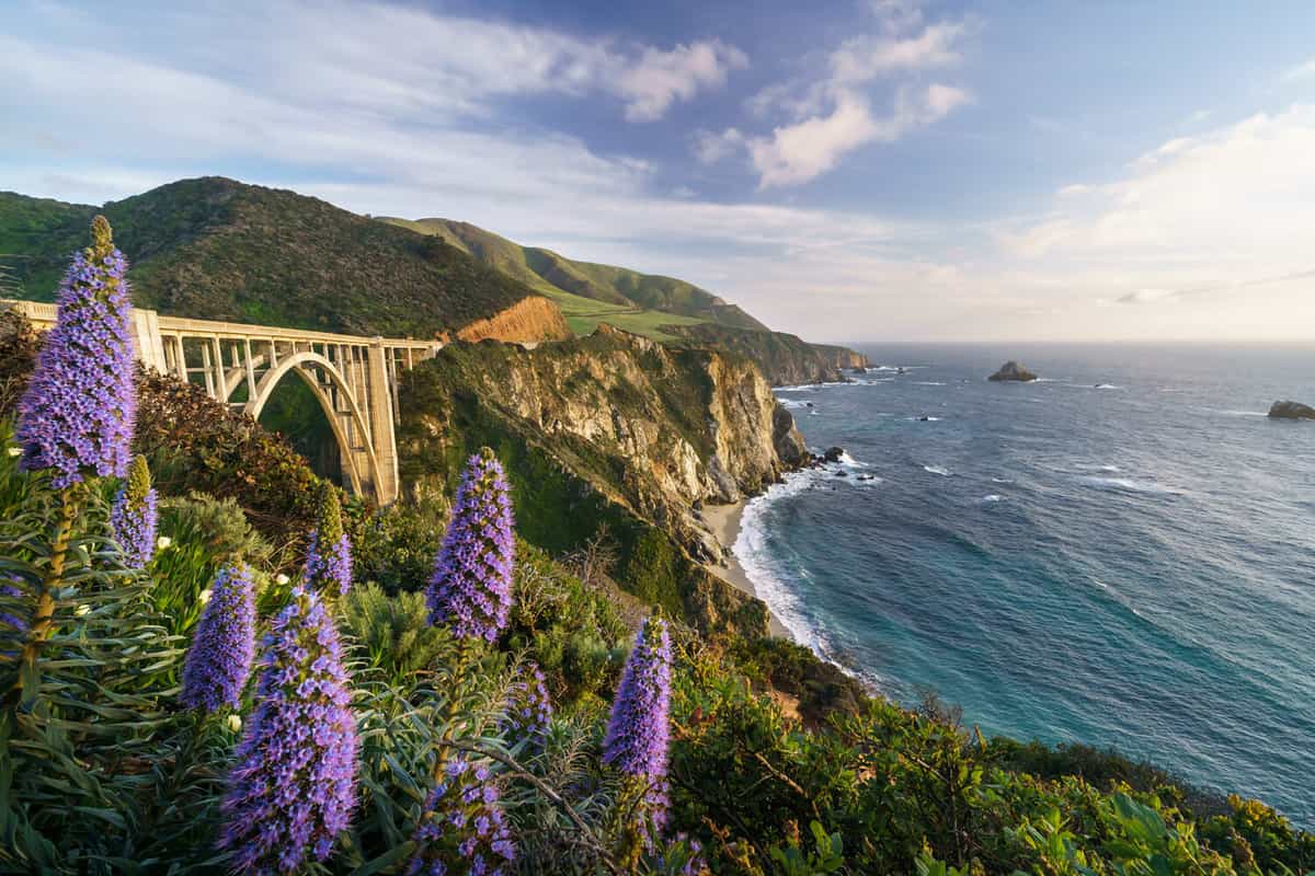 Blooming at Bixby Bridge