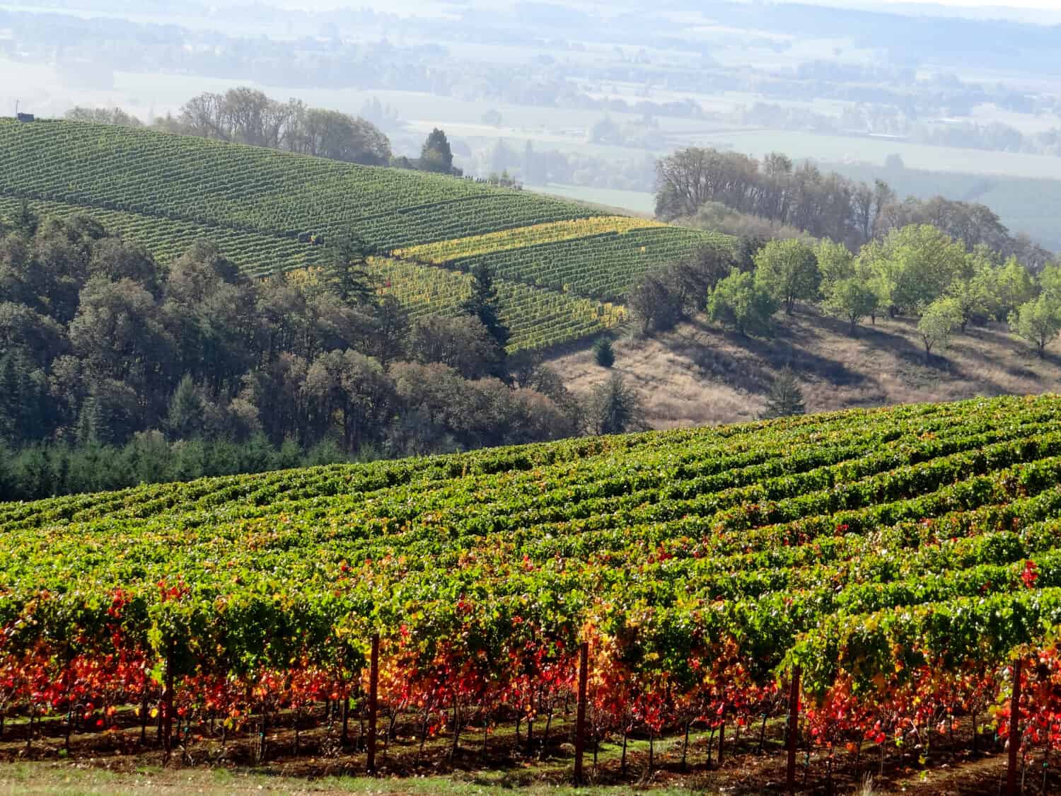 Vines in vineyard rows shift into fall colors, with layers of vines on the hill behind, an Oregon landscape falls away in the background.