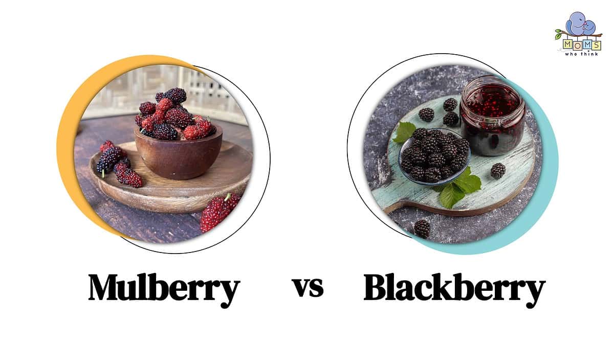 Mulberry vs. Blackberry Health Comparison & 3 Key Differences