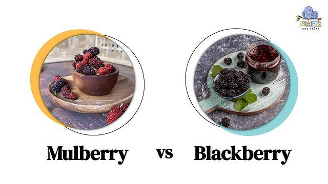 Mulberry vs Blackberry
