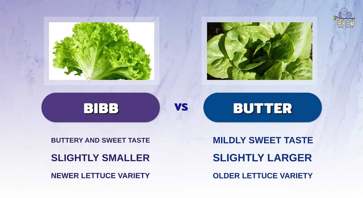 Infographic comparing bibb and butter lettuce.
