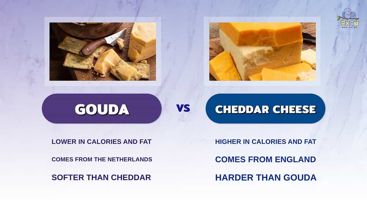 Infographic showing the differences between gouda and cheddar cheese.