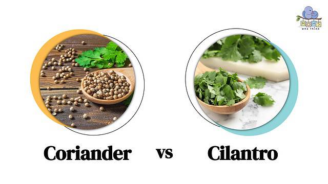 Coriander vs Cilantro