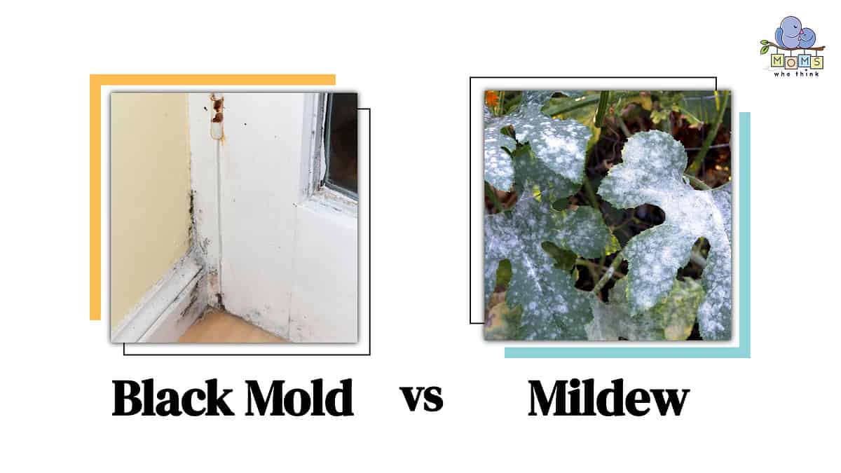 Black Mold vs. Mildew How to Spot the Differences & Clean Each