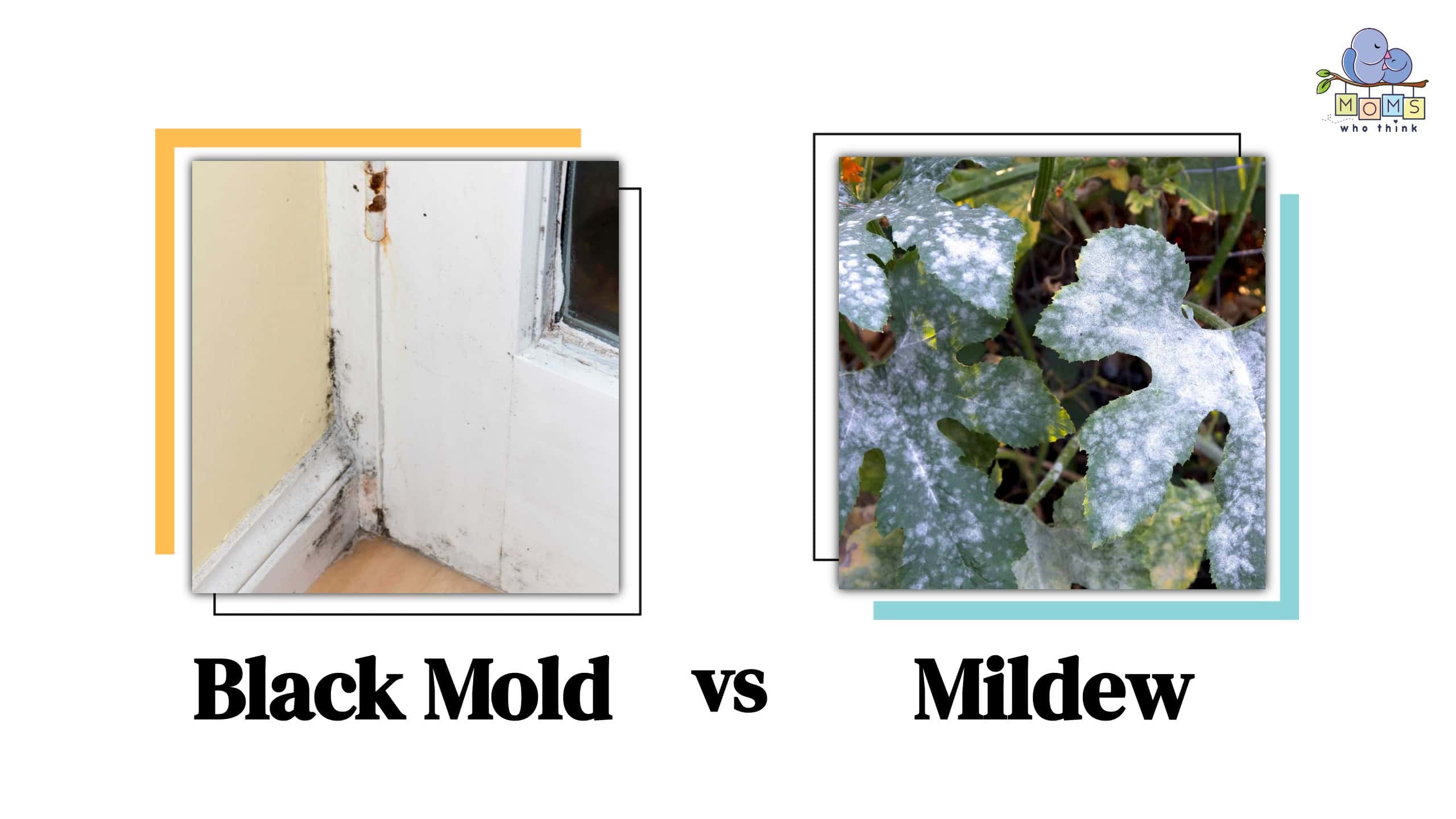 Black Mold vs Mildew