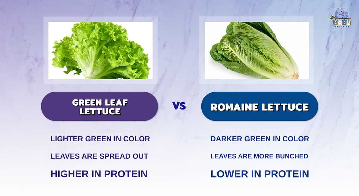 Infographic comparing green leaf lettuce and romaine lettuce.