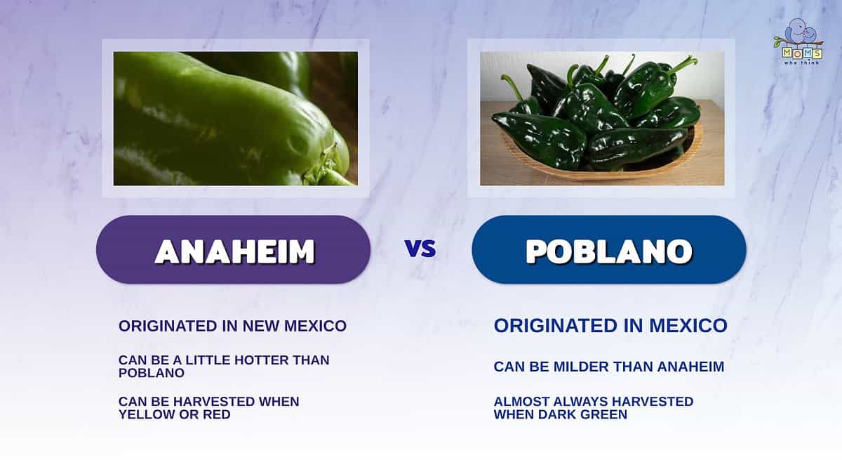 Infographic comparing Anaheim and poblano peppers.
