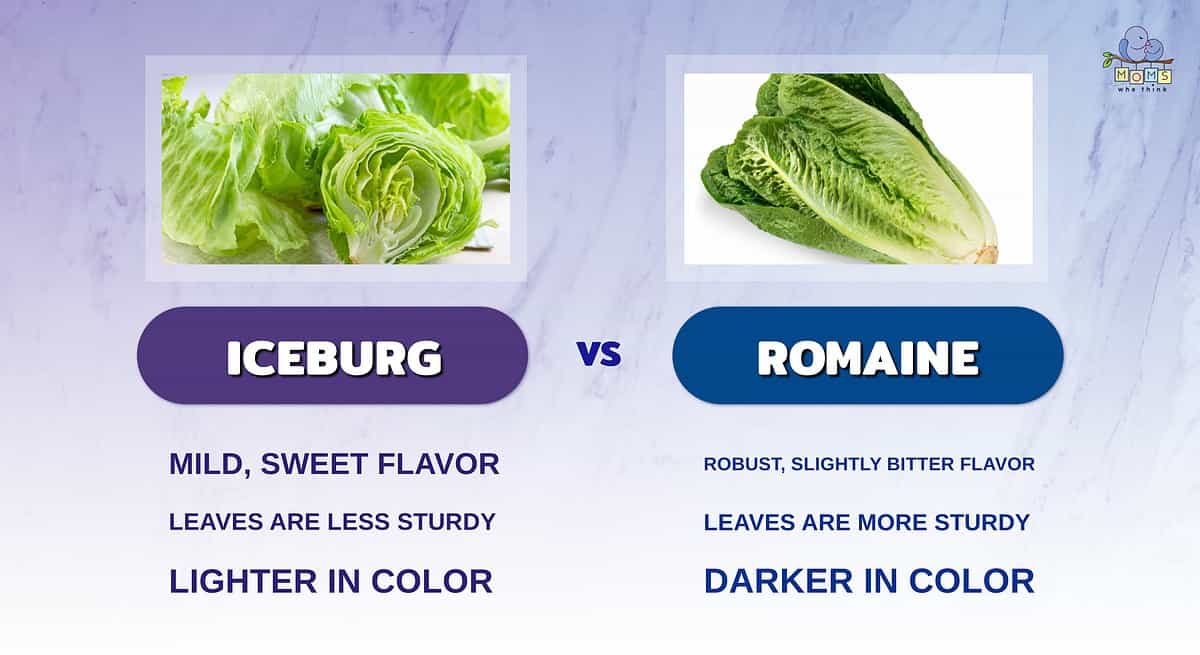 Infographic comparing iceberg and romaine lettuce.