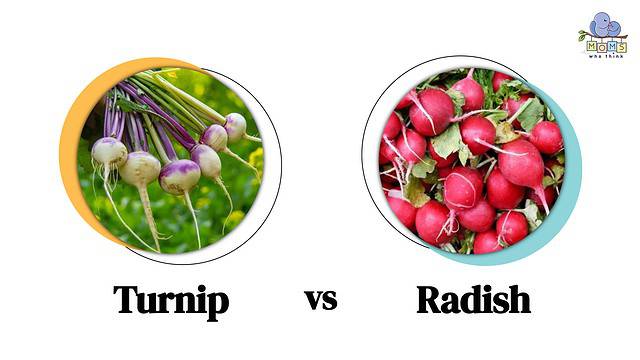 Turnip vs Radish