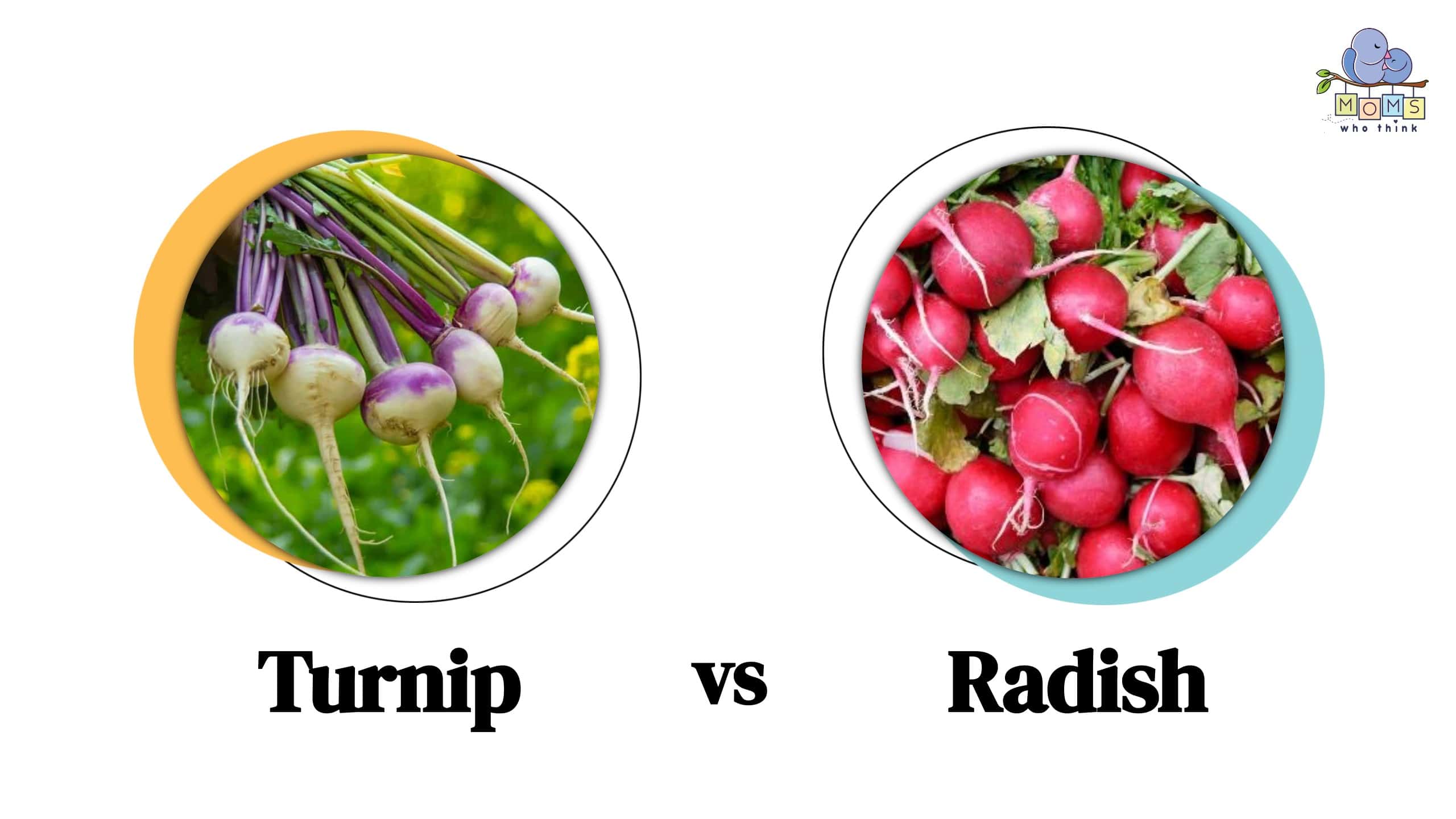 Turnip vs Radish