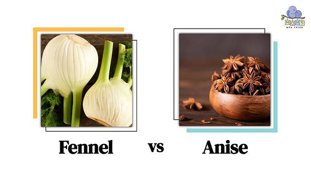 Fennel vs Anise