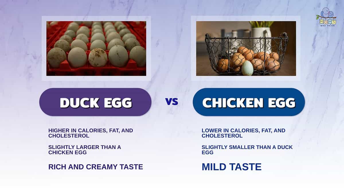 Infographic comparing duck eggs and chicken eggs.