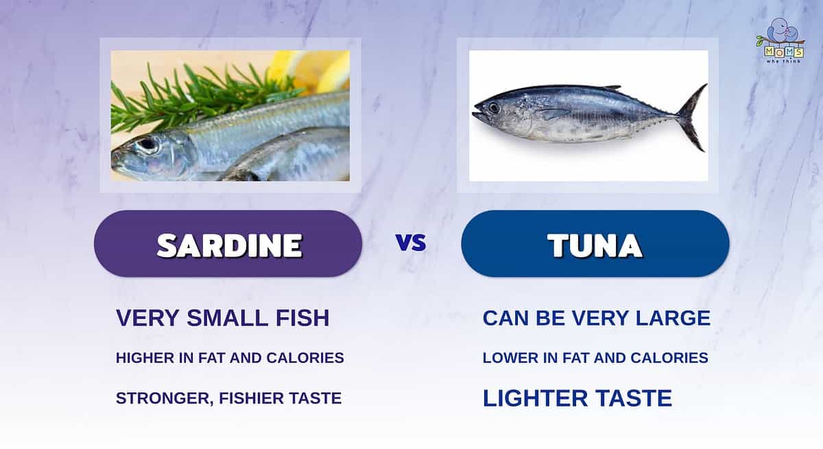 Infographic showing the differences between sardines and tuna.