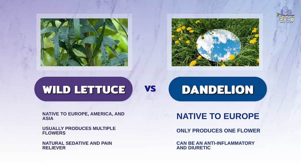 Infographic comparing wild lettuce and dandelion.