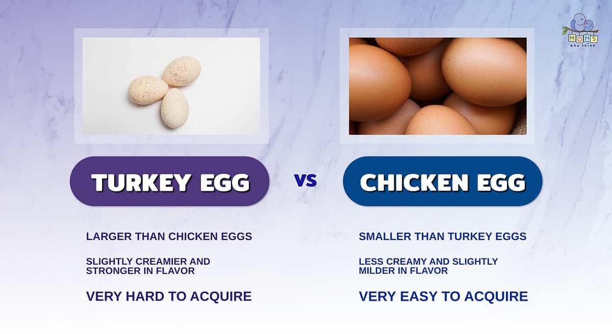 Infographic comparing turkey and chicken eggs.