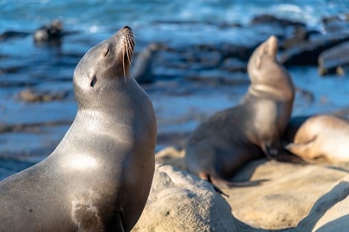 California Beach Sea Lions