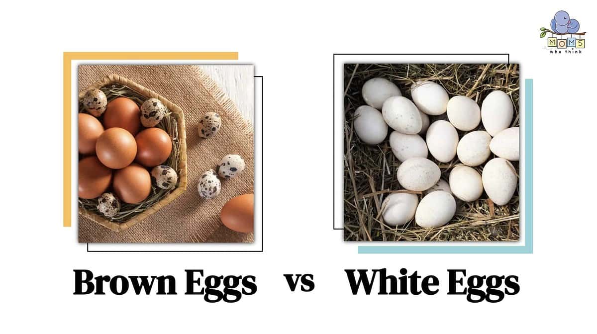 Brown Eggs vs. White Eggs: What Causes Different Colors?