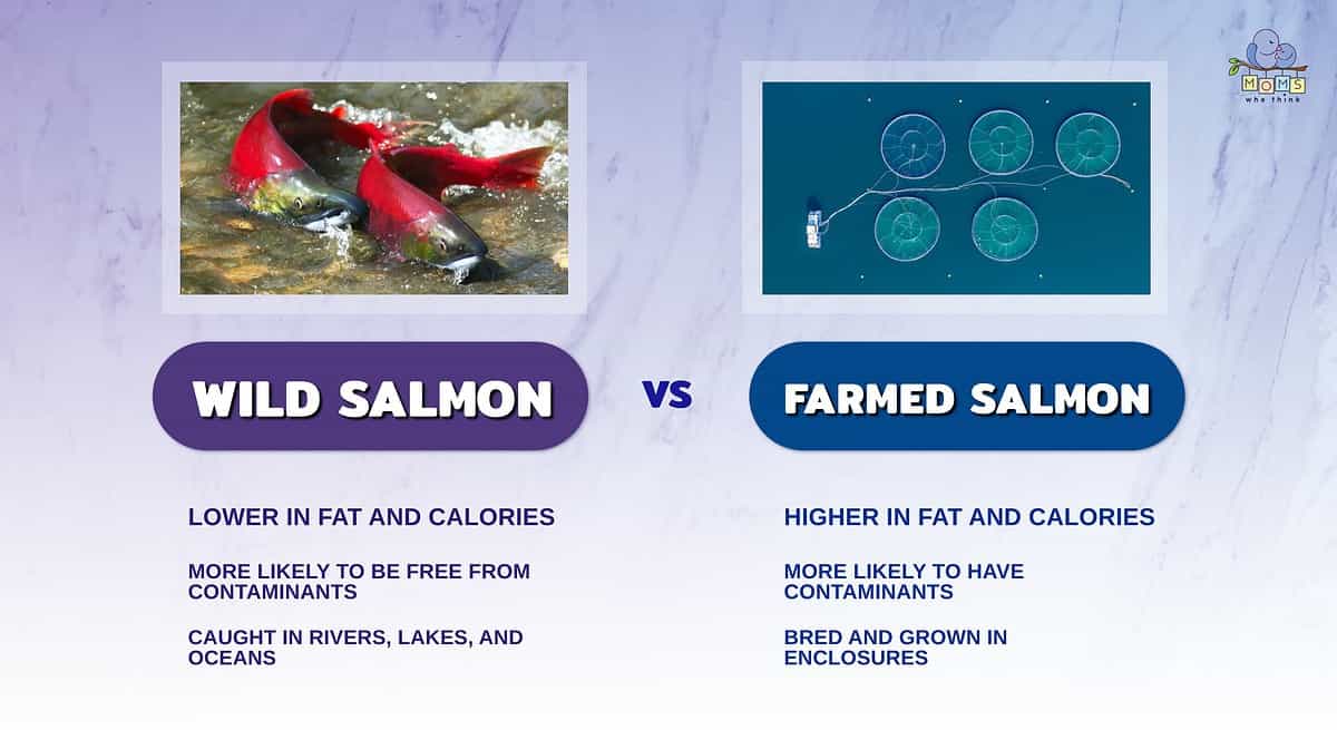 Infographic comparing wild salmon to farmed salmon.