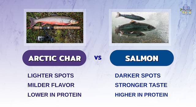 Arctic Char Vs Salmon Comparison Nutritional Value How To Cook Them Arctic Char Vs Salmon Comparison Nutritional Value How To Cook Them