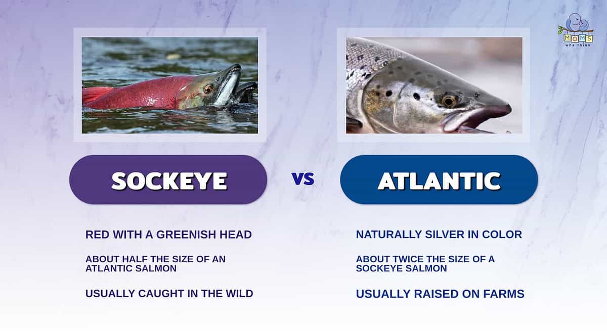 Infographic comparing sockeye and Atlantic salmon.