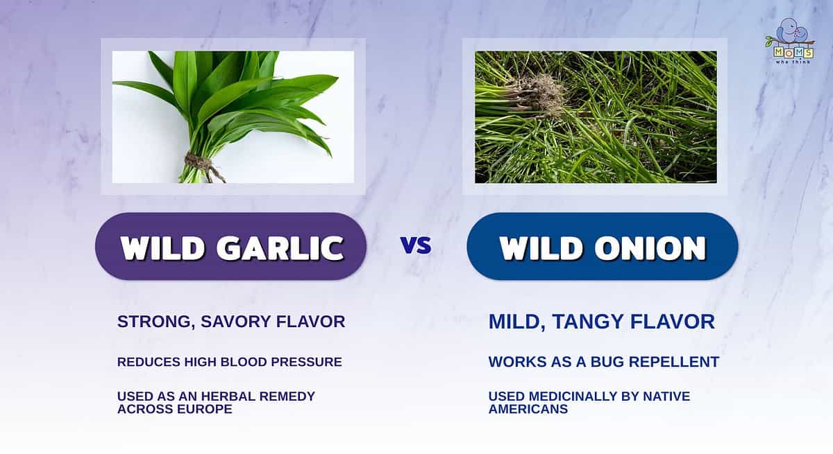 Infographic comparing wild onion and wild garlic.