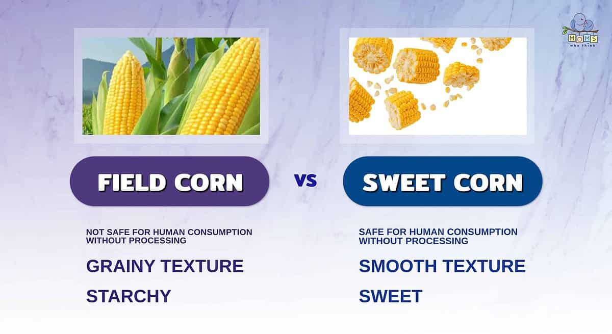 Field Corn vs Sweet Corn