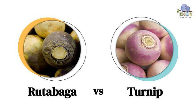 Rutabaga vs Turnip