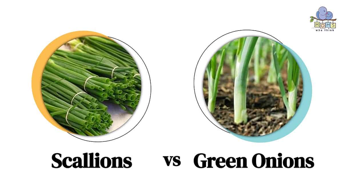 🆚What is the difference between scallion and green onion and
