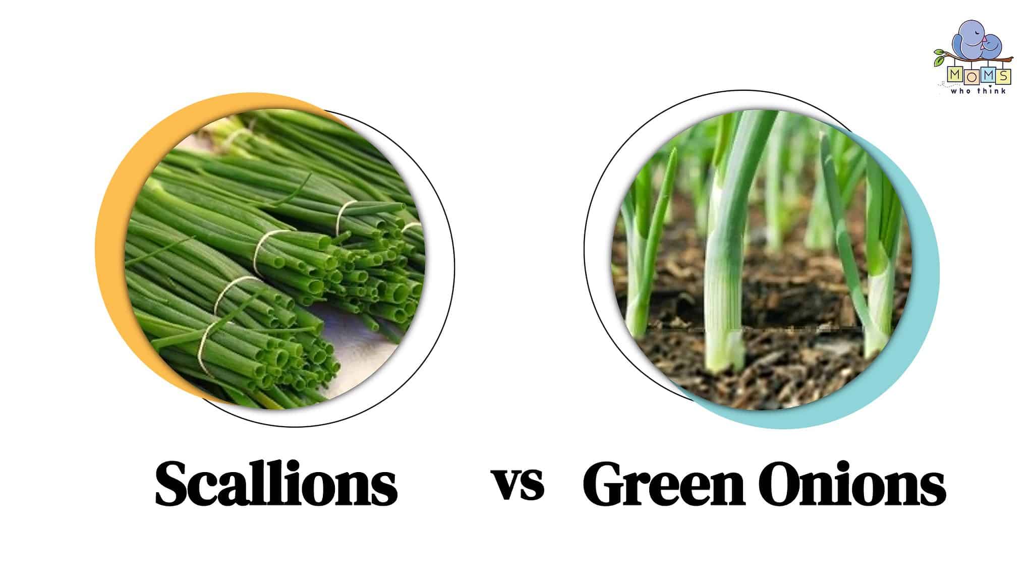Scallion vs. Green Onion Is There a Difference & 10 Recipes Using Them Moms Who Think