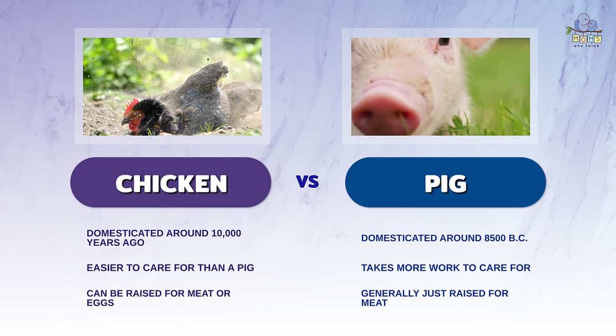 Infographic comparing chickens and pigs.