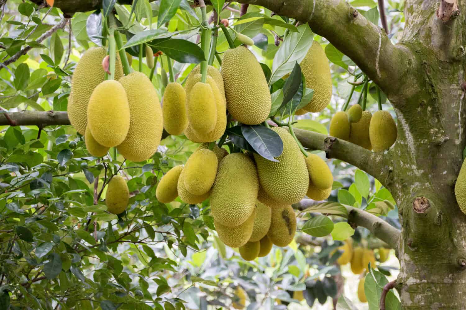 Jack fruits hanging in trees in a tropical fruit garden in Vietnam