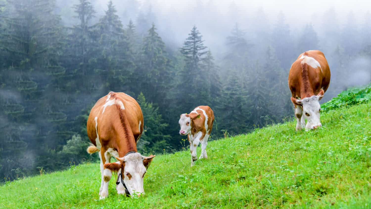 Small herd of cows eating fresh grass on an organic farm