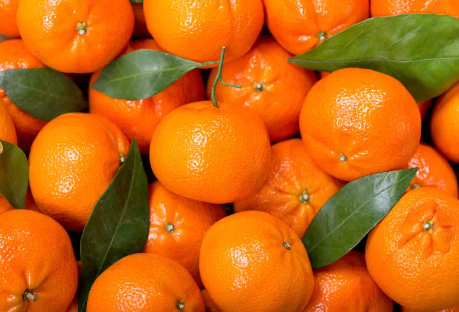 Fresh mandarin oranges fruit or tangerines with leaves, as background