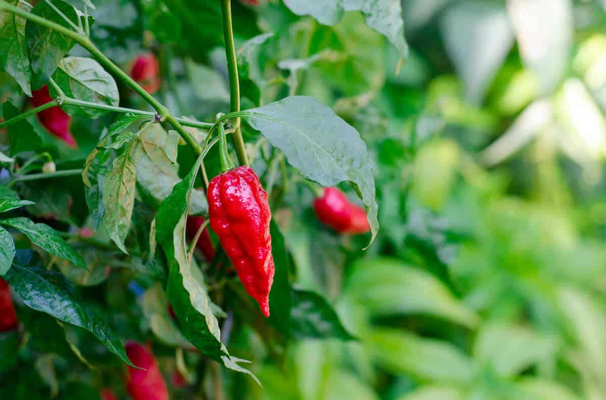 Red hot chili, Brut Jolokia (Ghost Pepper)