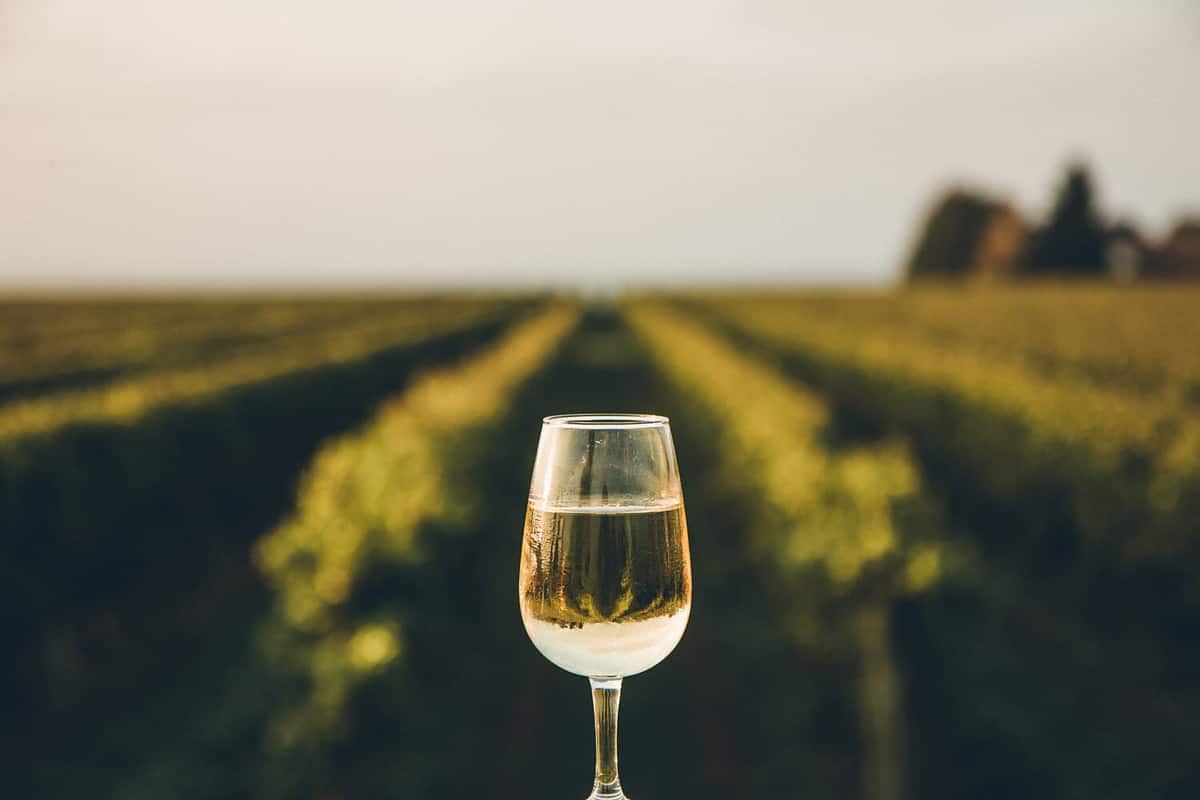 A fresh chilled glass of ice wine overlooking a Canadian vineyard during a Summer sunset