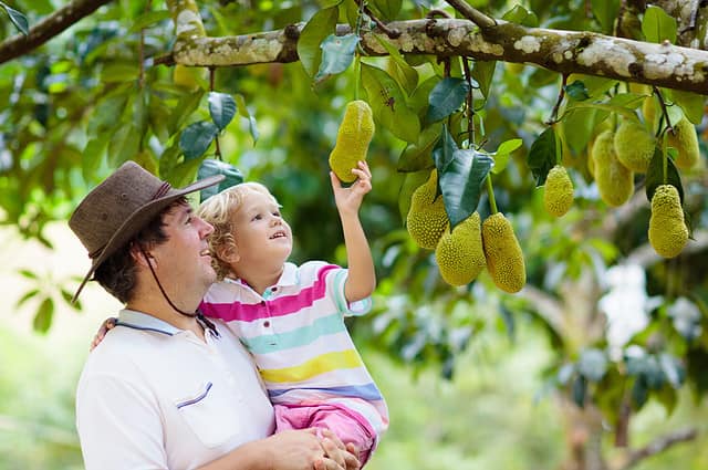 Jackfruit growing on tree. Father and son picking exotic tropical fruits of Thailand and Malaysia. Man and child watching ripe jack fruit on organic farm in South East Asia. Travel with kids