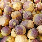 Purple and white rutabaga swede root vegetable at a farmers market in the fall