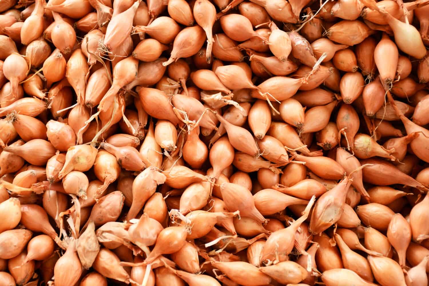 Group of Shallots at farmers market, shallots background