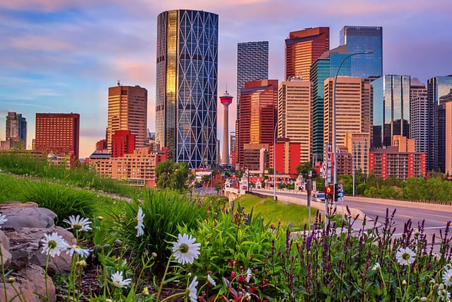 Flowers by the downtown Calgary skyline