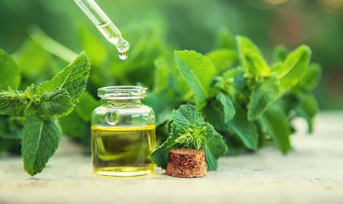 Peppermint essential oil in a small bottle. Selective focus. nature.