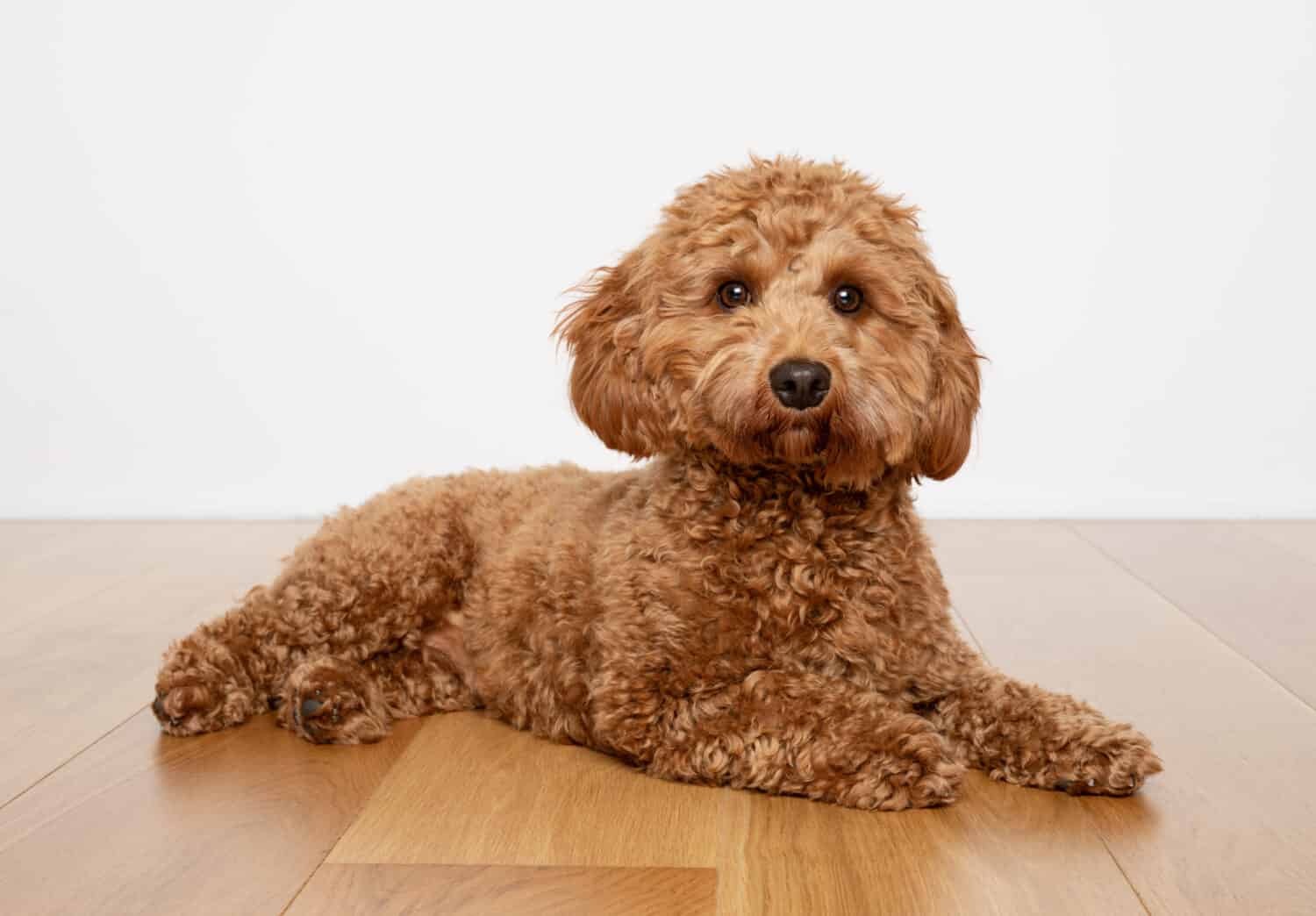 Cavapoo dog lying on a wooden floor with a white background.